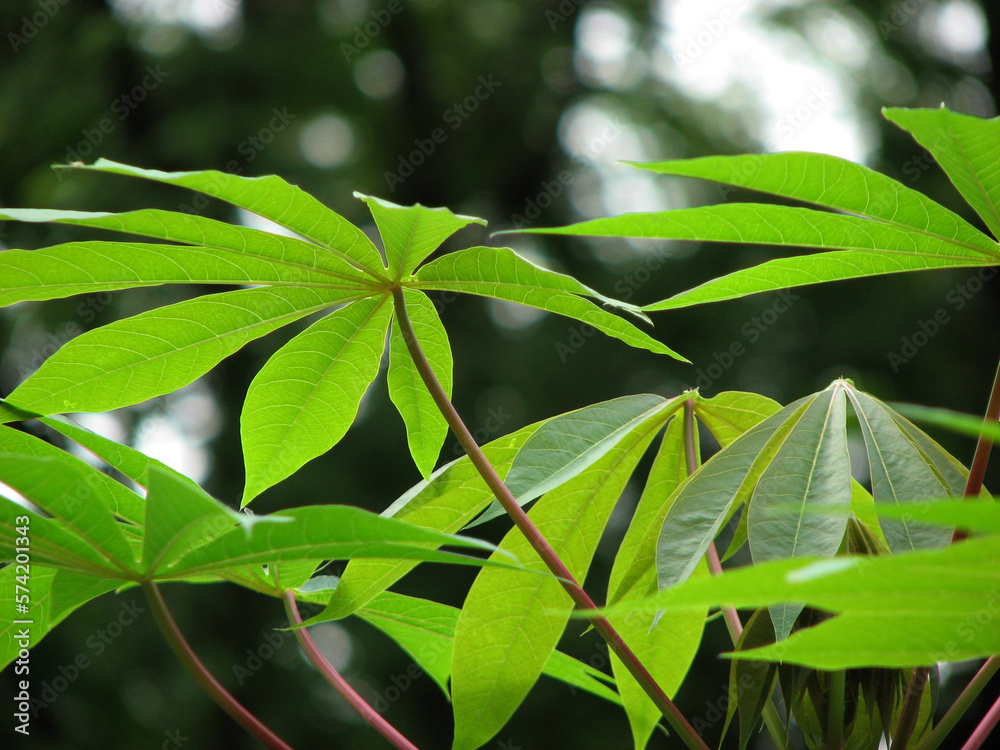 Fototapeta premium Closeup of tapioca plant leaves