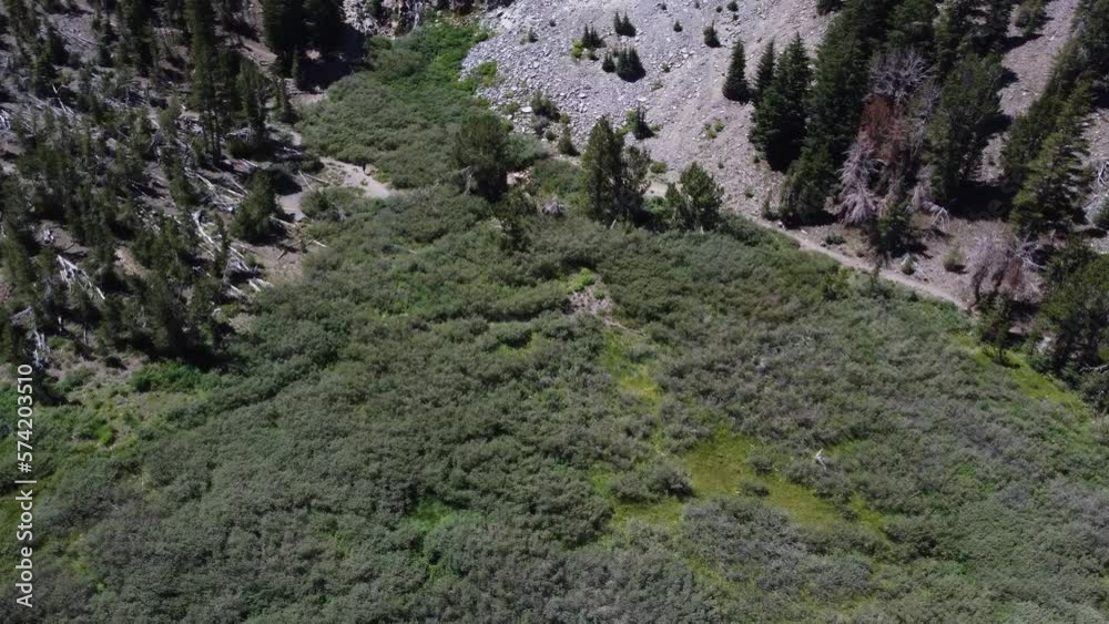 Aerial shot of a patch of green on a mountainside as a hiker walks towards the forest. This stunning nature scene was filmed on Mount Rose near Reno, Nevada using a DJI drone.