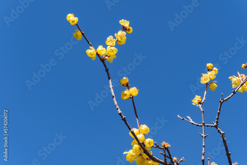 春の蝋梅（ロウバイ）の花 photo