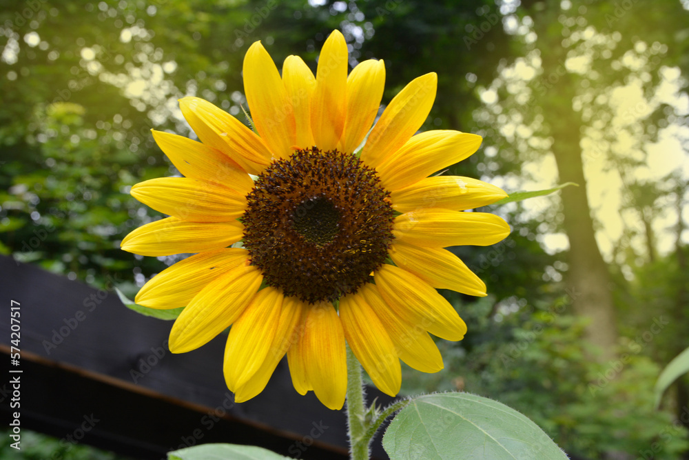 Fototapeta premium Sunflower field landscape close-up .