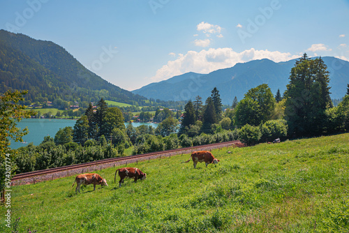 grazing cows at the pasture above lake Schliersee, railway line, bavarian alps © SusaZoom