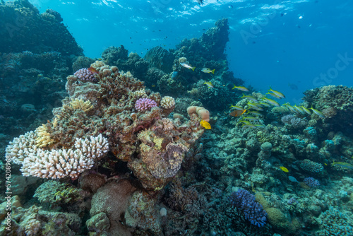Coral reef in the Red Sea, Egypt. © underwaterstas