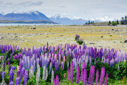 Panorama landscape at Lake Tekapo and lupine flowers background in New Zealand