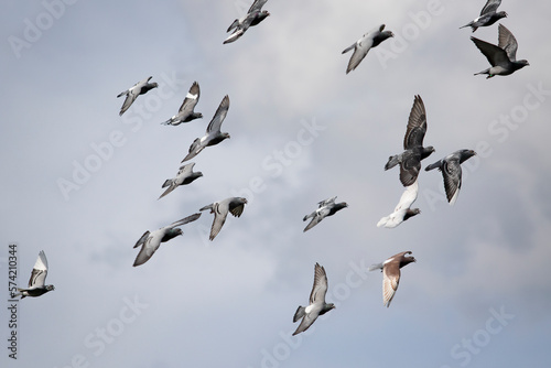 flock of homing pigeon flying against cloudy sky photo