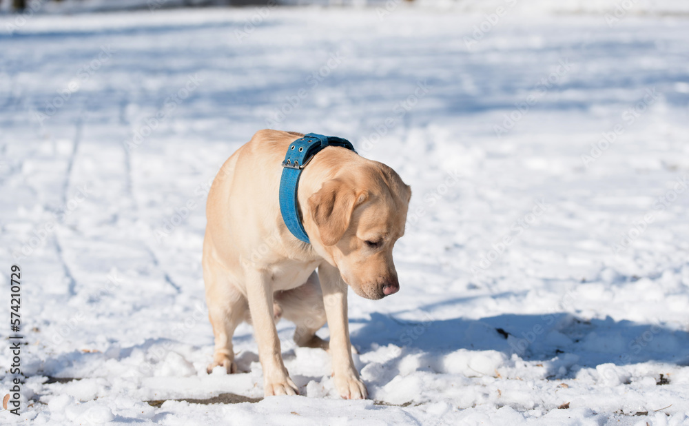 Labrador retriever dog is the snow