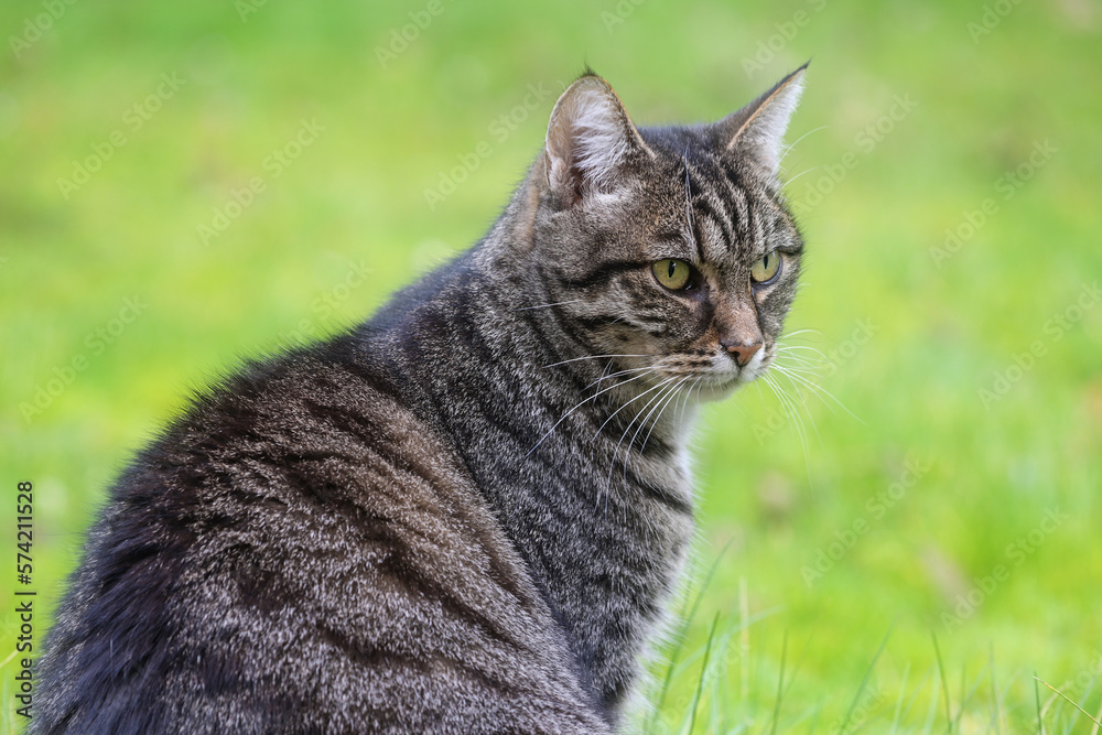 Portrait of an adult gray tabby cat sitting in the green lawn, animal and pet theme, copy space, selected focus
