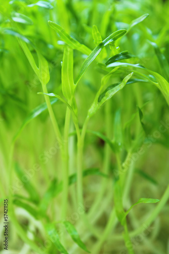 Closeup of Growth Water Spinach Hydroponic Microgreens Ready for Harvesting