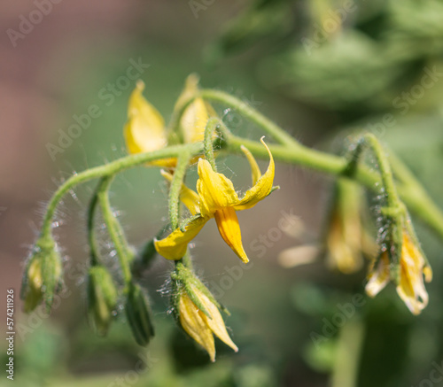 yellow tomato flower on a branch