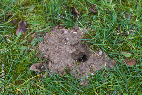 Billede på lærred Small heap of earth with a hole in the lawn, passage of vole or mole, wild anima