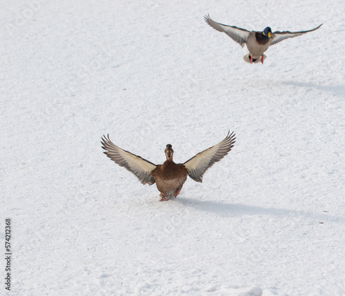 waterfowl on white snow in winter photo