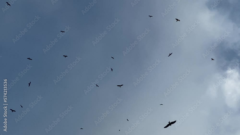 birds flying on a cloudy low fog sky birds flying on a cloudy low fog sky