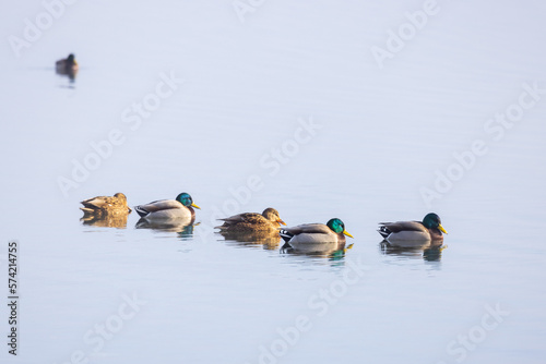 Enten in einer Reihe auf dem Wasser, Wasserspiegelungen, minimalistisch Aufnahme photo