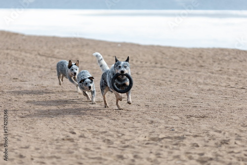 Puppies and father blue heeler or australian cattle dog playing together on the beach