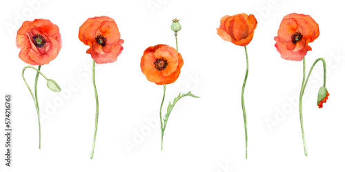 Watercolor bouquet composition  elements with hand drawn summer bright red poppy flowers. Isolated on white background. Design for invitations  wedding  love or greeting cards  paper  print  textile