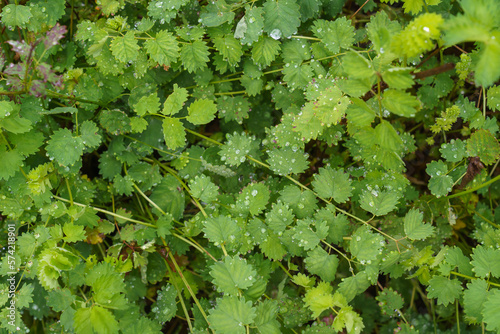 Sanguisorba minor, is an important medicinal and medicinal plant. photo