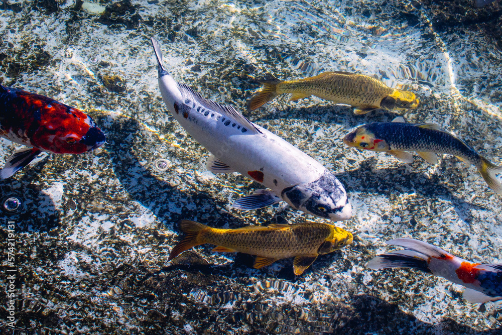 透き通る様な綺麗な池に鯉がゆらゆらと泳いでいる風景 Stock-Foto | Adobe Stock