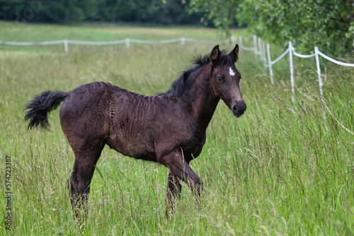 Black foal. Young horse on pasture.