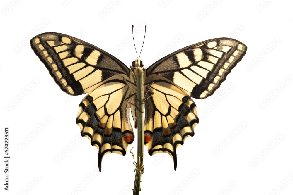 machaon butterfly with open wings in, top view, isolated on transperent background machaon butterfly with open wings in, top view, isolated on transperent background