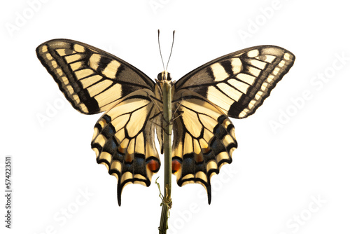 machaon butterfly with open wings in, top view, isolated on transperent background