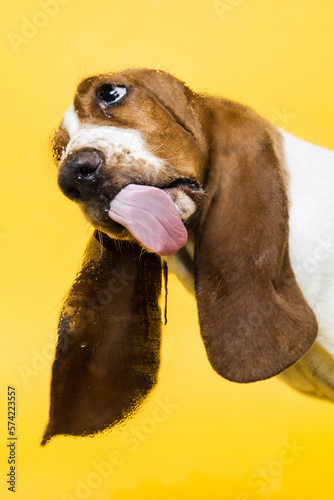 Foto Basset hound three months old puppy licking glass