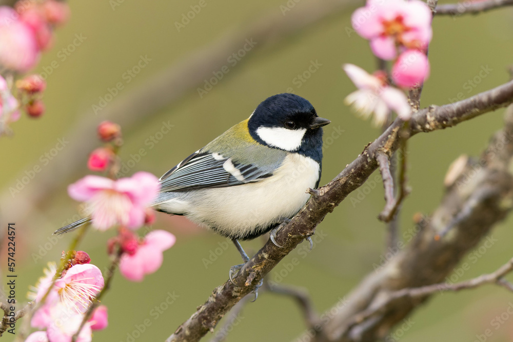 Naklejka premium ピンク色の梅の花が咲く枝にとまるシジュウカラ