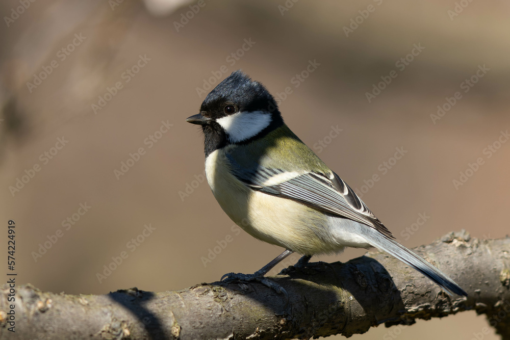 Fototapeta premium 枝の陰が顔にかかっているシジュウカラ