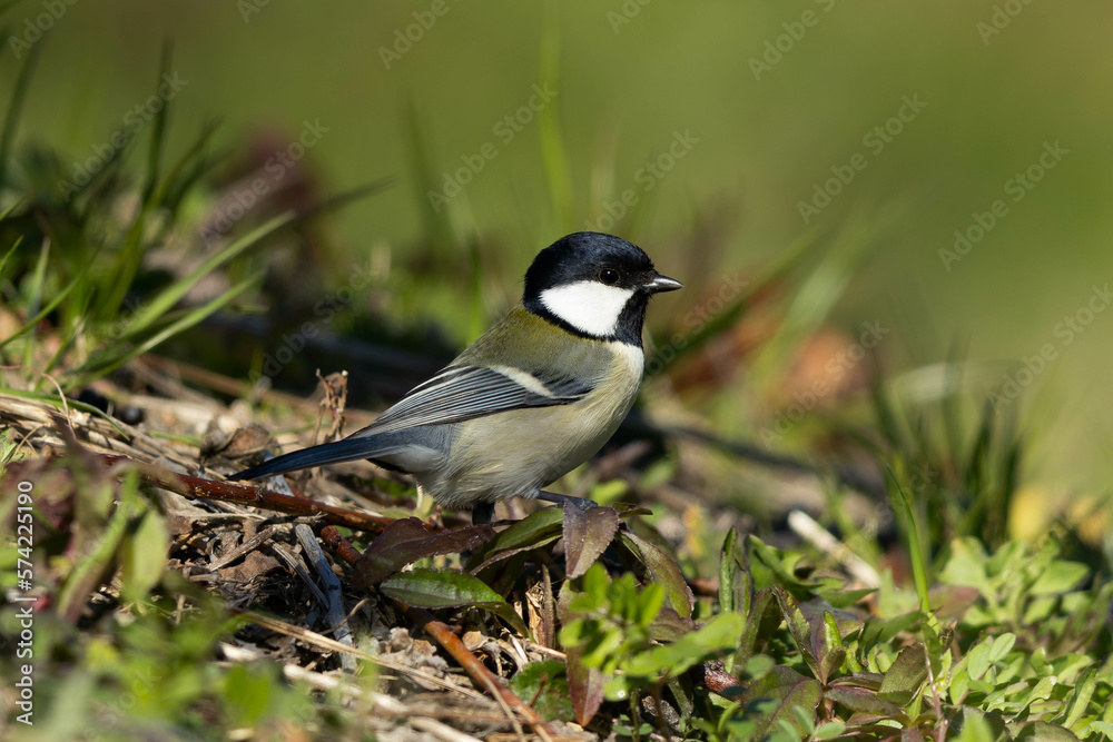 Obraz premium 食べ物が落ちていないか探すシジュウカラ