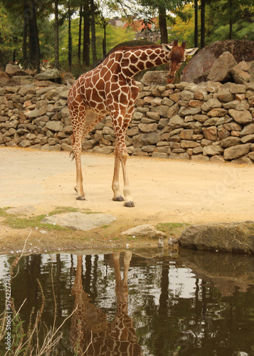 Photography Giraffe taking a walk
