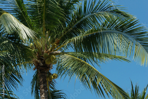 Bottom view of a coconut bunch on a palm tree blown by the ocean breeze. Bottom view of palm trees with coconuts in a tropical climate in windy weather. High quality photo