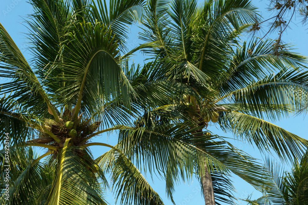Coconut palms bottom view. Green palm against the blue sky. View of palm trees against the sky. Palm Sunday concept. High quality photo