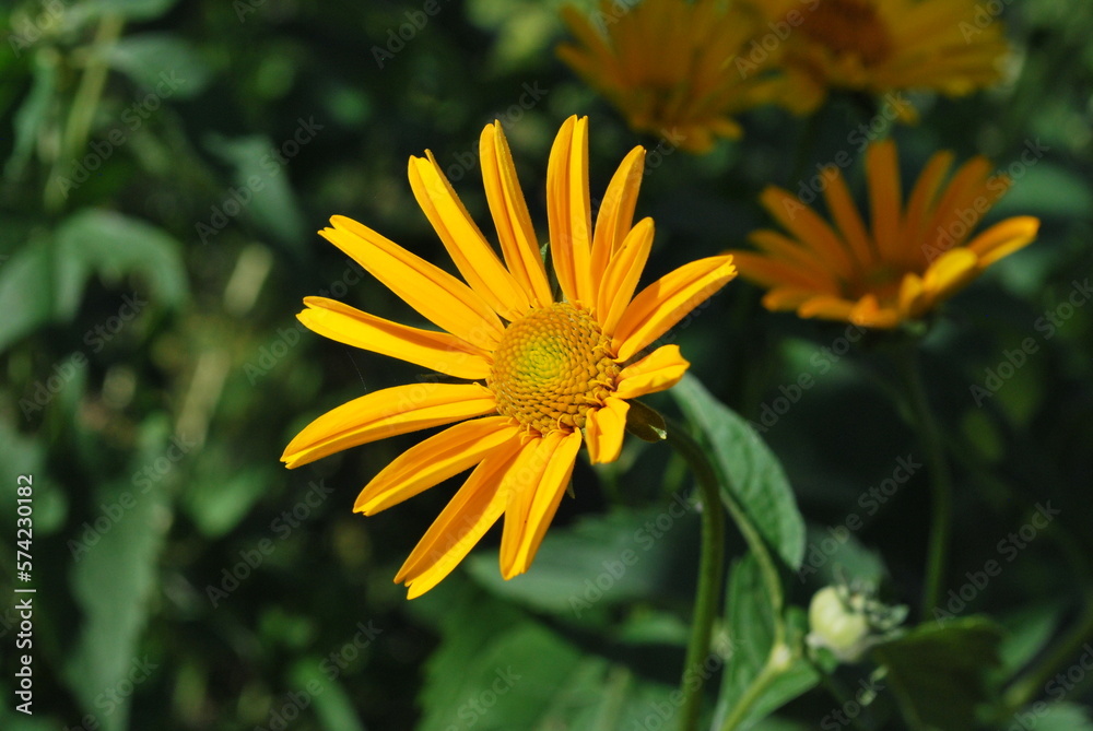 yellow summer flowers in sunlight yellow summer flowers in sunlight