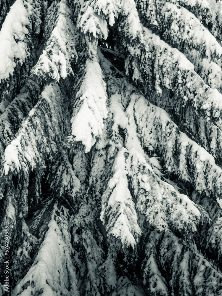Naklejka premium WINTER FOREST