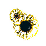 Color sketch of a sunflower with transparent background