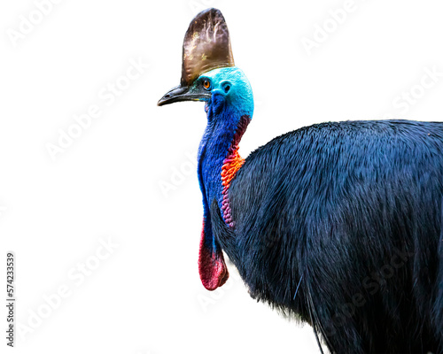 large colorful southern cassowary isolated on transparent background, unique australian bird in daintree rainforest, large and scary bird that looks like a dinosaur