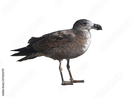juvenile Pacific gull (Larus pacificus) isolated on transparent background; large sea gull with large beak
