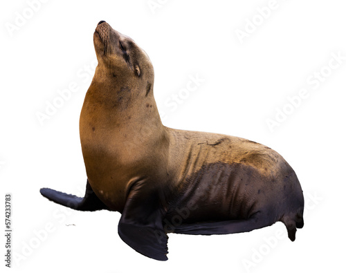 cute wild sea lion isolated on transparent background; sea lion photographed in san francisco harbor pier 39
