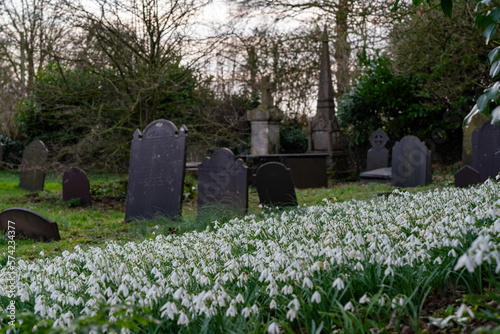 snowdrops in a graveyard on Anglesey North Wales photo