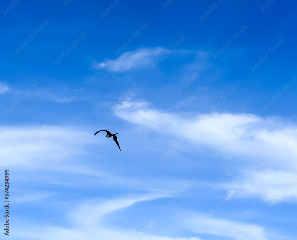 seagull flying seagull flying