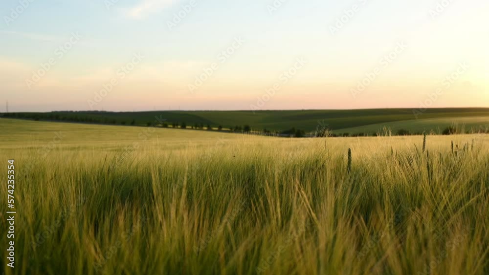 Moving to the side. Majestic view of the beautiful landscape with wheat growing. Beautiful sunshine. Moving to the side. Majestic view of the beautiful landscape with wheat growing. Beautiful sunshine.