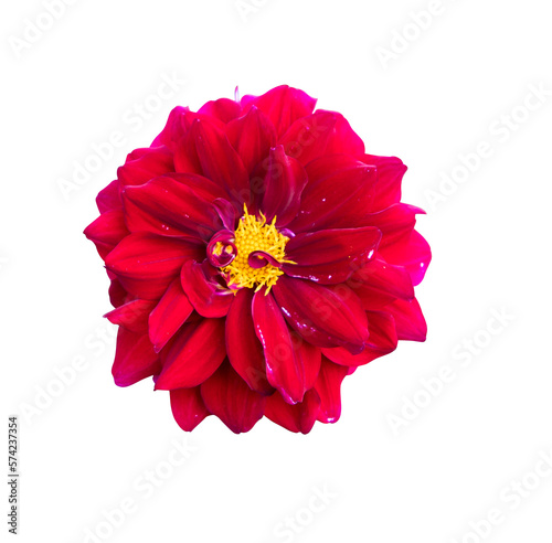 Beautiful  Blooming Red  Dahlia Flower in the Garden Tree