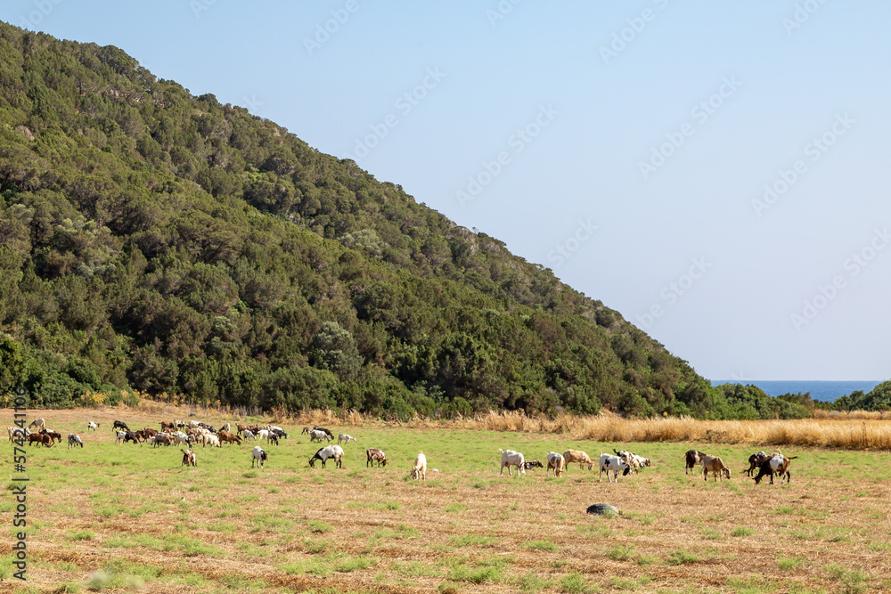 Obraz premium Goats grazing in the countryside, along the Karpas Peninsula on the Island of Cyprus