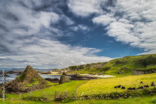 Quadro em tela Heard of cows resting on green field of beautiful Causeway Coast at Ballintoy Ha