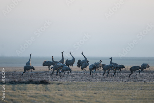 Cranes (Grus grus) squawking during a foggy winter day photo