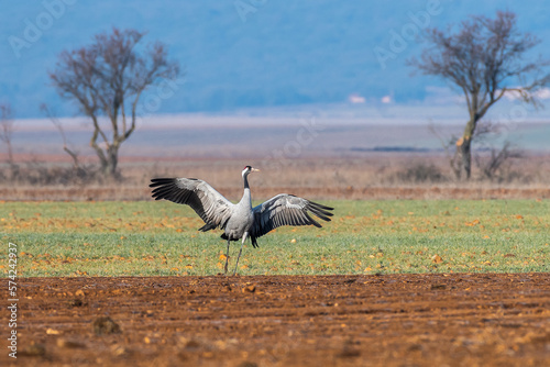 A crane (Grus grus) squawking and dancing in a field during winter photo