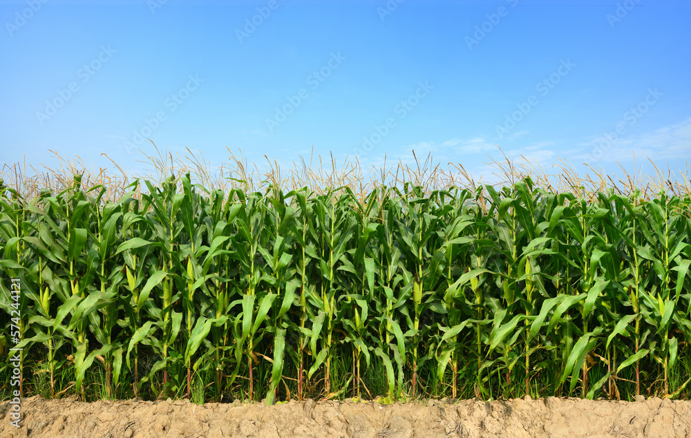 Corn field plantation with blue sky background.