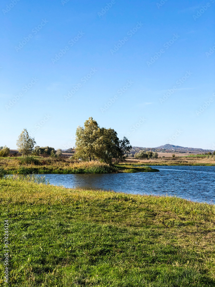 The tree stands on the shore of the lake