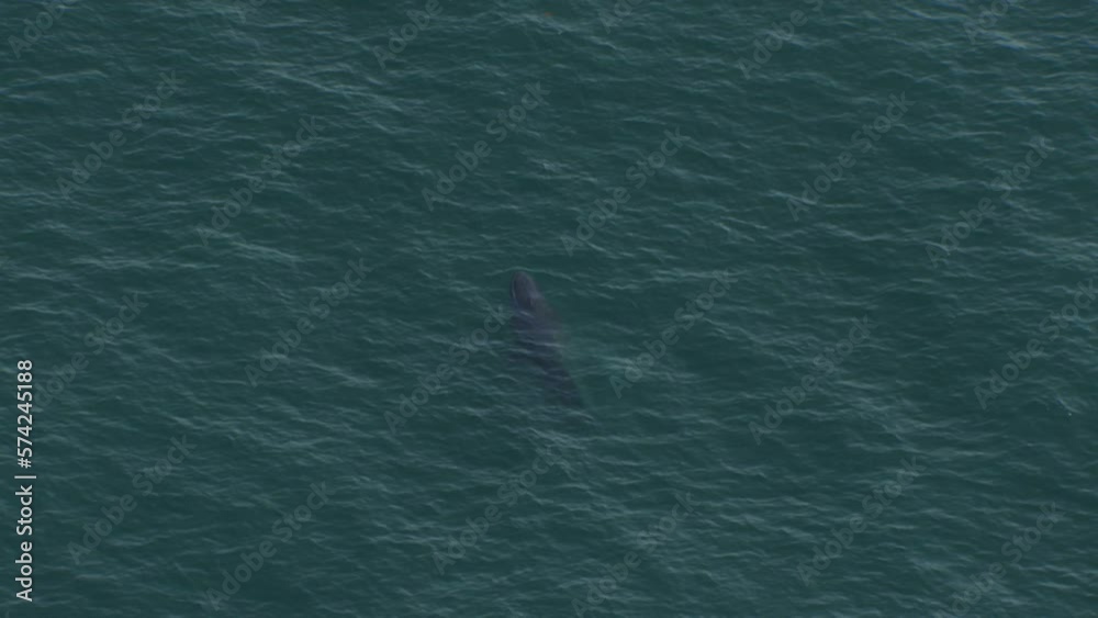 Humpback Whale and Baby Calf off coast of Sydney, Australia - Aerial Drone View Humpback Whale and Baby Calf off coast of Sydney, Australia - Aerial Drone View