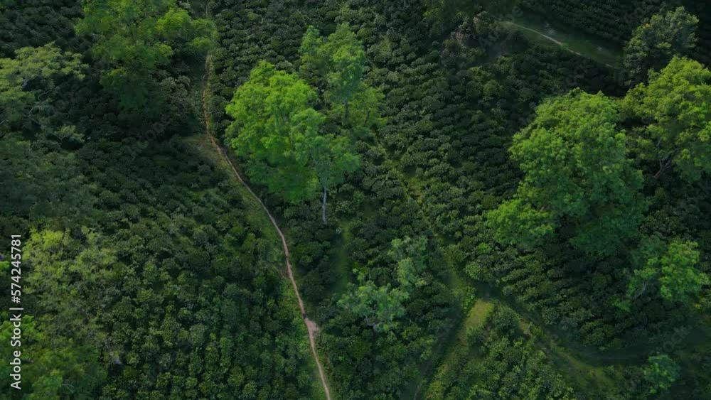Aerial shot overhead the cinematic lines in the tea plantation in Khadimnagar, Bangladesh Aerial shot overhead the cinematic lines in the tea plantation in Khadimnagar, Bangladesh