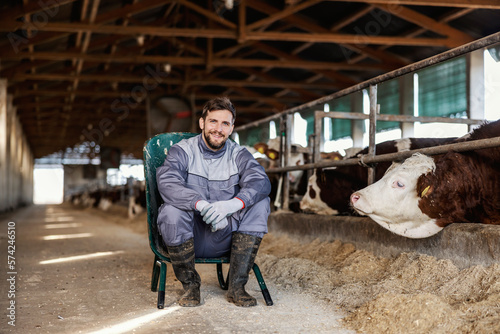 A happy farmer sits on a chair in a barn next to a cows and smiling at the camera. Livestock concept.