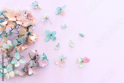 Top view image of colorful Hydrangea flowers over purple pastel background .Flat lay